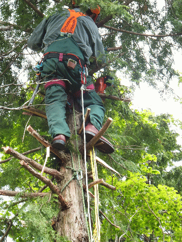 気に登って切る