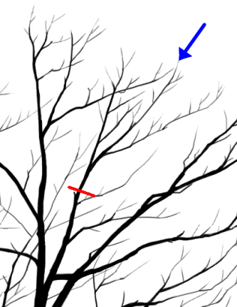 切り返し剪定で切る位置