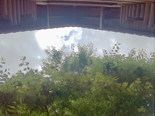 屋根より高くなってしまった椋木