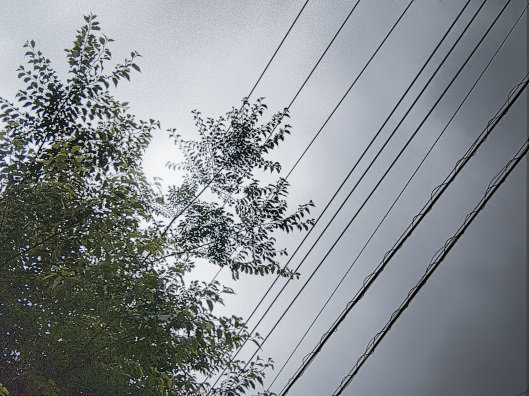 電線にかかるのが心配な椋木