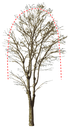 透かし剪定により少し樹冠が小さくなる