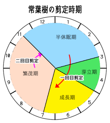 常緑樹の剪定時期
