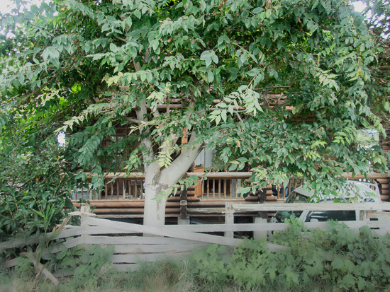 目隠しになってくれている