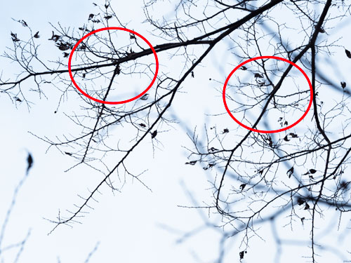 混みあっている枝の部分