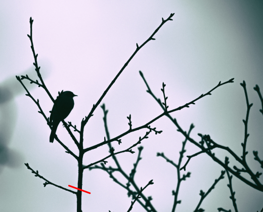 切り詰めて剪定する