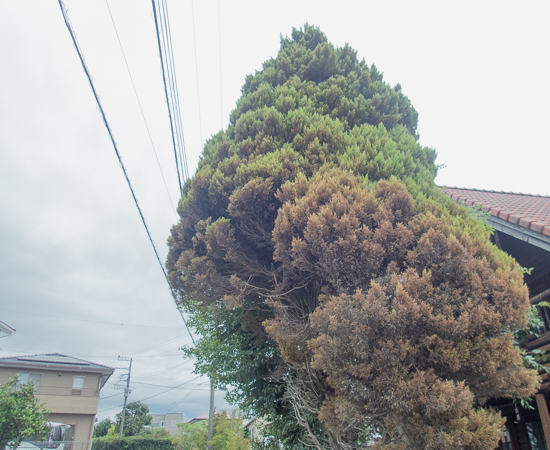 電線にかかりそう