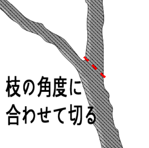 残す枝の角度に合わせて切る