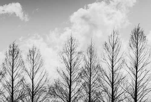 三角形の樹形の木