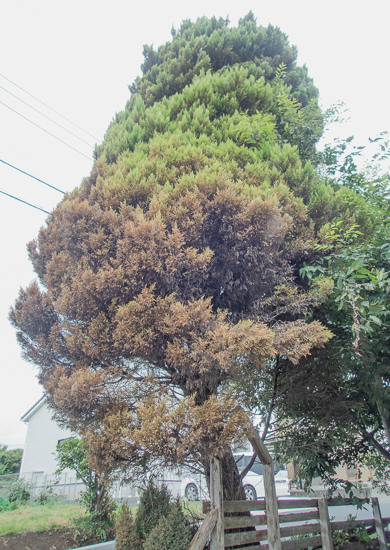 高くなり過ぎたゴールドクレスト