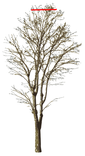 トップより高い枝を切る