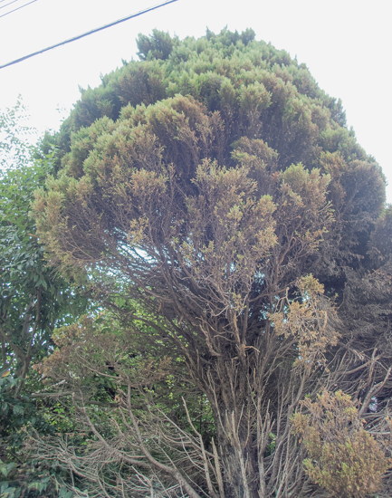 下の方が枯れているゴールドクレスト