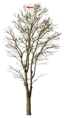 一番高い所の枝を切る