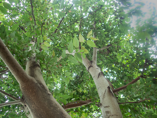 下から見上げたところ