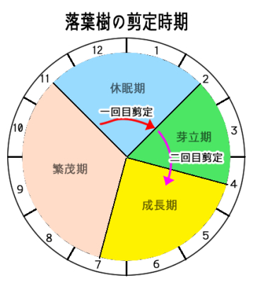 落葉樹の剪定に適した時期
