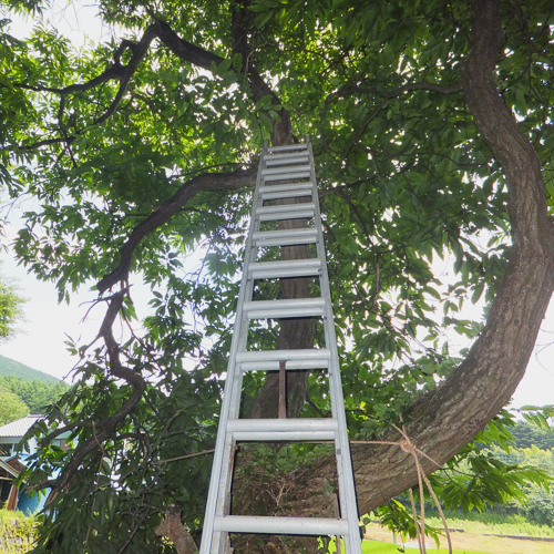 木に梯子をかける