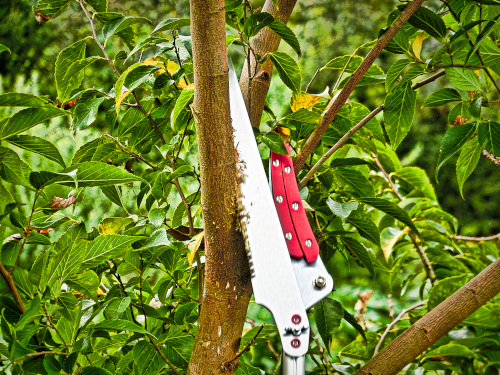 下から高枝切りのこぎりで枝を切る