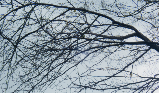 下り枝が他の枝を邪魔する