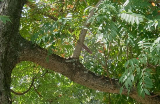 成長し易い徒長枝