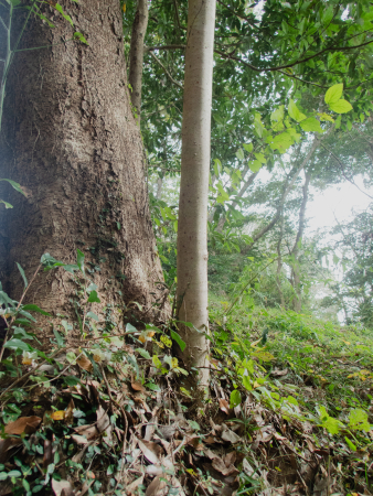 太くなったひこばえ