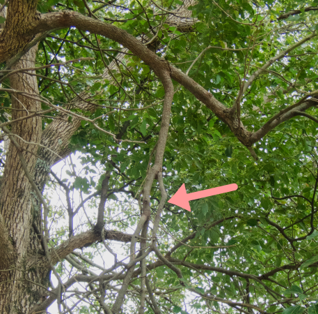 見た目が悪い下がり枝