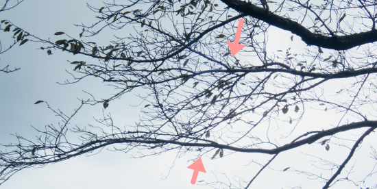 重なり会う平行枝の先