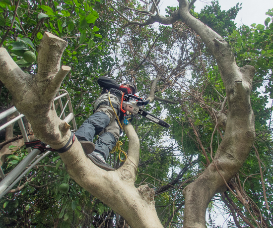 チェンソーを下から受け取る