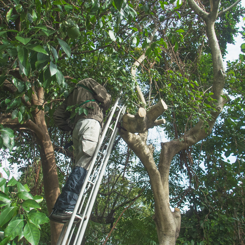 脚立を梯子の様にして使用