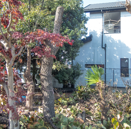 今回残った柏の木