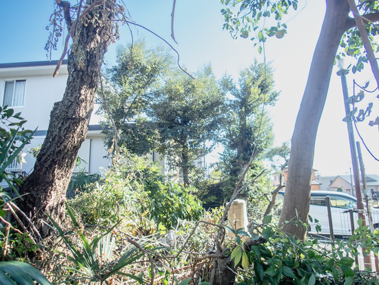 チルホールで連続切りできる３本の木